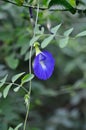 Butterfly pea , blue pea flower or Clitoria ternatea L or PAPILIONACEAE Royalty Free Stock Photo