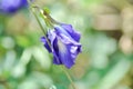 butterfly pea , blue pea flower or Clitoria ternatea L or PAPILIONACEAE Royalty Free Stock Photo