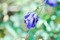 butterfly pea , blue pea flower or Clitoria ternatea L or PAPILIONACEAE Royalty Free Stock Photo