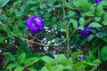 Butterfly pea, bluebellvine, blue pea, cordofan pea, clitoria ternatea  flower with green leaf Royalty Free Stock Photo