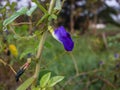 Butterfly pea,bluebellvine, blue pea, cordofan pea Royalty Free Stock Photo