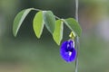 Butterfly pea,bluebellvine, blue pea, cordofan pea Clitoria ternatea and Green Leaves on the natural Royalty Free Stock Photo