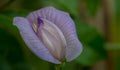 Butterfly pea (Centrosema pubescent)