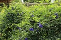 Butterfly pea, Clitoria ternatea flower,bluebellvine, blue pea, cordofan pea Royalty Free Stock Photo