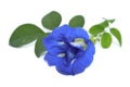 Butterfly pea Clitoria ternatea flower