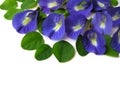 Butterfly Pea Eleven Royalty Free Stock Photo