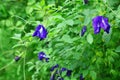 Butterfly pea flower Royalty Free Stock Photo