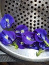 Butterfly pea flower Royalty Free Stock Photo
