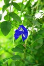 Butterfly pea flower Royalty Free Stock Photo