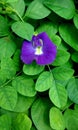 butterfly pea flower blooming early morning around fresh green leaves