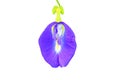 Butterfly pea flower or Blue pea isolated on white background and clipping path Clitoria ternatea L Royalty Free Stock Photo