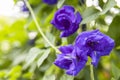 Butterfly pea flower or Blue pea and leaf in nature Royalty Free Stock Photo