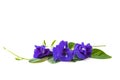 Butterfly pea flower or Blue pea and leaf on white blackground Royalty Free Stock Photo