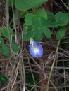 Butterfly pea flower or blue pea, bluebellvine , cordofan pea, clitoria ternatea with green leaf Royalty Free Stock Photo