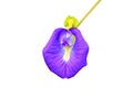 Butterfly pea flower or Blue pea isolated on white background and clipping path Clitoria ternatea L Royalty Free Stock Photo