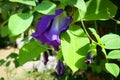 Butterfly Pea Flower [Blue Tea]