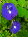 Butterfly pea flower, blue, purple pea flower and green leaf-stock photo Royalty Free Stock Photo