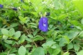 Butterfly pea flower, Clitoria ternatea flower in botanic garden. Royalty Free Stock Photo