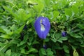 Butterfly pea flower, Clitoria ternatea flower in botanic garden. Royalty Free Stock Photo