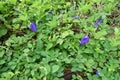 Butterfly pea flower, Clitoria ternatea flower in botanic garden. Royalty Free Stock Photo