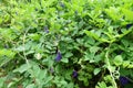 Butterfly pea flower, Clitoria ternatea flower in botanic garden. Royalty Free Stock Photo