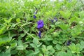 Butterfly pea flower, Clitoria ternatea flower in botanic garden. Royalty Free Stock Photo