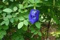 Butterfly pea flower, Clitoria ternatea flower in botanic garden. Royalty Free Stock Photo