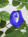 Butterfly pea flower Royalty Free Stock Photo