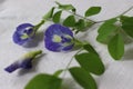 Butterfly pea flower. Flower of Clitoria ternatea plant, also known as Asian pigeonwings, bluebellvine, blue pea, butterfly pea, Royalty Free Stock Photo