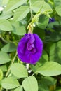 Butterfly Pea Flower