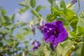 Butterfly pea flower on green background.