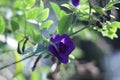 Butterfly pea