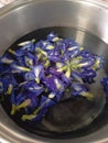 Butterfly pea flower in hot pot Royalty Free Stock Photo