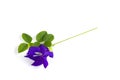 Butterfly Pea flower with leaves.