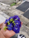A butterfly pea flower in my hand