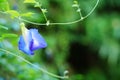 Butterfly pea flower, pigeon wings flower, ternatea flower, clitoria with green garden background Royalty Free Stock Photo