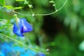 Butterfly pea flower, pigeon wings flower, ternatea flower, clitoria with green garden background Royalty Free Stock Photo