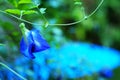 Butterfly pea flower, pigeon wings flower, ternatea flower, clitoria with green garden background Royalty Free Stock Photo