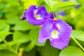 Butterfly pea flower, Pigeonwings. Bluebellvine, Blue pea, Darwin pea, Cordofan pea. Clitoria ternatea Royalty Free Stock Photo