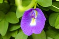 Butterfly pea flower, a spesies of Pigeonwings. A.k.a Asian pigeonwings, Bluebellvine, Cordofan pea. Clitoria ternatea Royalty Free Stock Photo