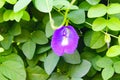 Butterfly pea flower, a spesies of Pigeonwings. A.k.a Asian pigeonwings, Bluebellvine, Cordofan pea. Clitoria ternatea Royalty Free Stock Photo