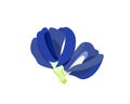 Butterfly pea flower vector illustration.