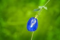 Butterfly pea flower