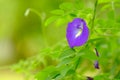 The butterfly pea flowers bloom