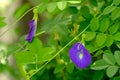 The butterfly pea flowers bloom