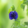 The butterfly pea flowers bloom