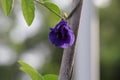 Butterfly pea flowers, bluebell wine, green peas, cordofan beans Flower of the vine Royalty Free Stock Photo