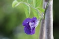 Butterfly pea flowers, bluebell wine, green peas, cordofan beans Flower of the vine