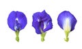 Butterfly pea flowers Royalty Free Stock Photo
