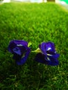 Butterfly pea flowers in the garden Royalty Free Stock Photo